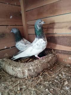 Breeder pigeon