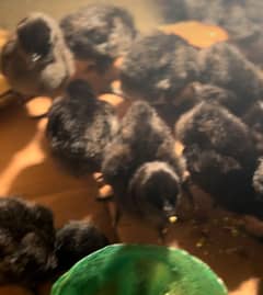 Ayam cemani grey tongue day old chicks