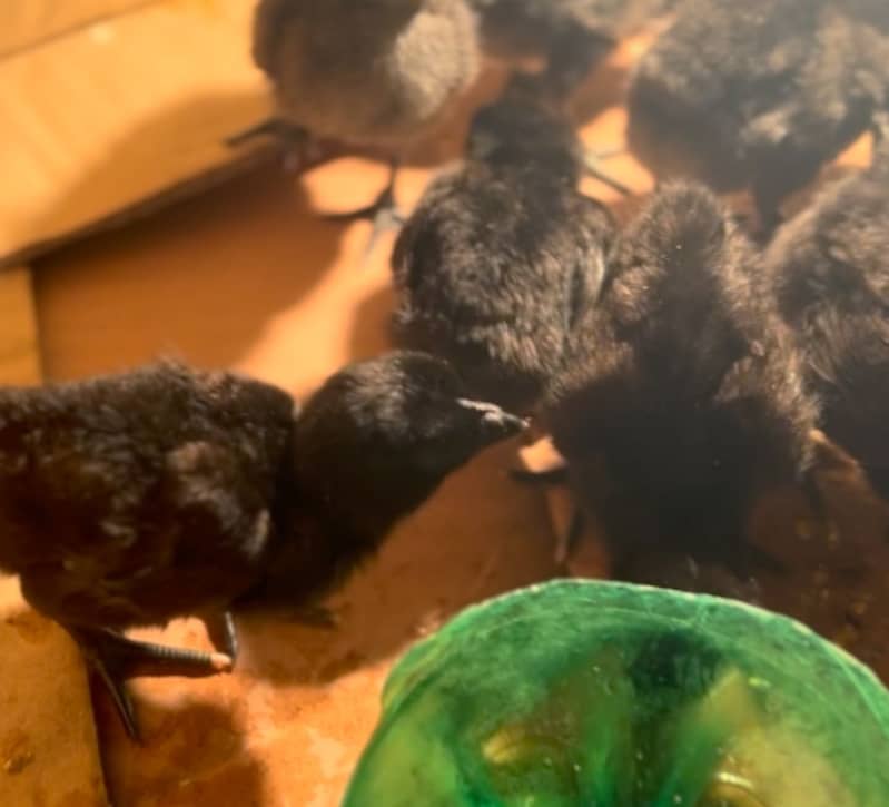 Ayam cemani grey tongue day old chicks 1