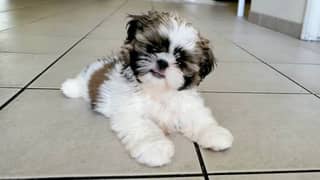 Shihtzu male / female puppies available for sale