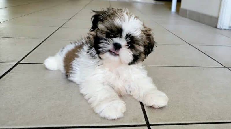 Shihtzu male / female puppies available for sale 0
