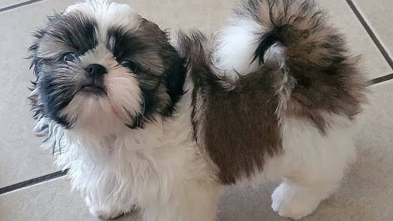 Shihtzu male / female puppies available for sale 2