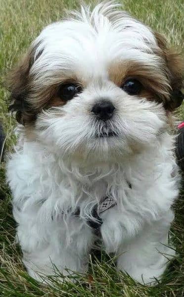 Shihtzu male / female puppies available for sale 3