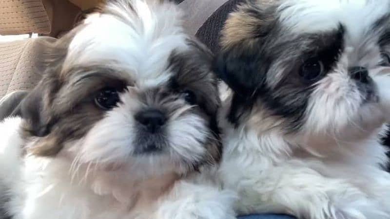 Shihtzu male / female puppies available for sale 1