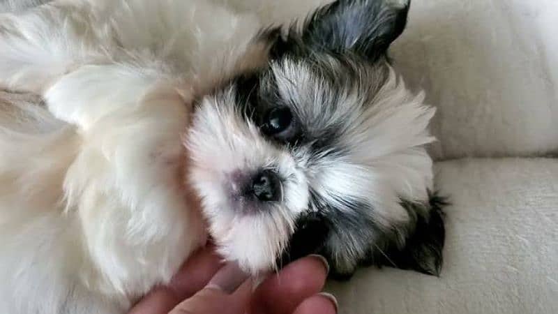 Shihtzu male / female puppies available for sale 4