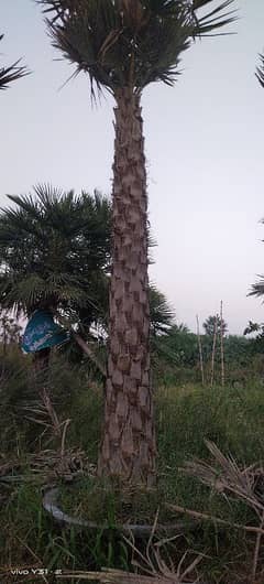 copper natioa palm