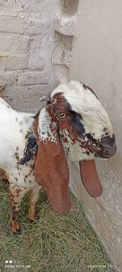 goat for sale with white colour and full of healthy