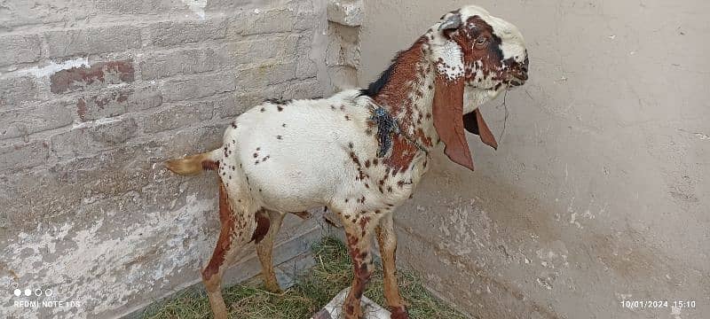 goat for sale with white colour and full of healthy 1