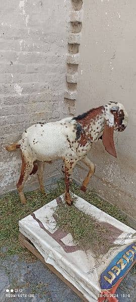 goat for sale with white colour and full of healthy 2