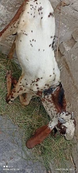 goat for sale with white colour and full of healthy 5