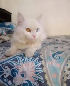 Persian Odd Eyes cat " whatsapp ( 03275691307)