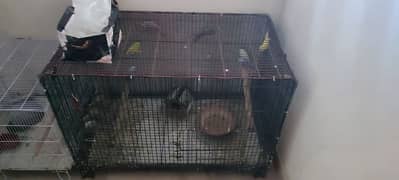 parrot for sale along with cage