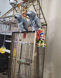 African grey parrot for saleO3O4 _O79_O437 my WhatsApp n