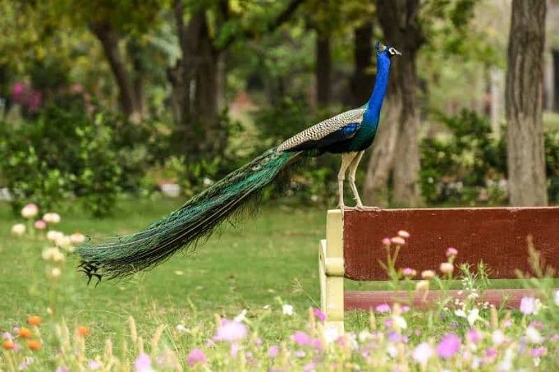 Peacocks Pathe Peacocks Chiks Moor 4 Months Healthy active vaccinated 3