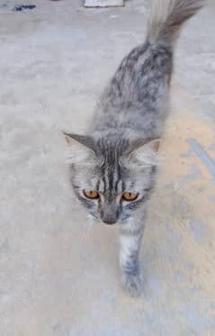 persion cat grey color 5 month old