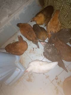 4hen full total 32 aur 16chick 3.2month old aur 11chick 2.7month old