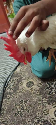 Two pair hens available for sale active one Desi and one walaitii