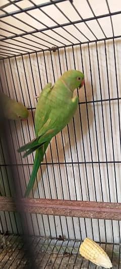 I want to sell my parrot