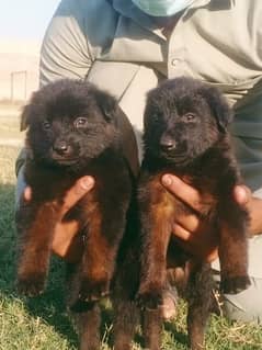 Germen shepherd puppies for sale