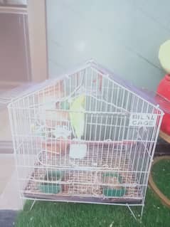 1 pair budgie+1male total =3.    One cage