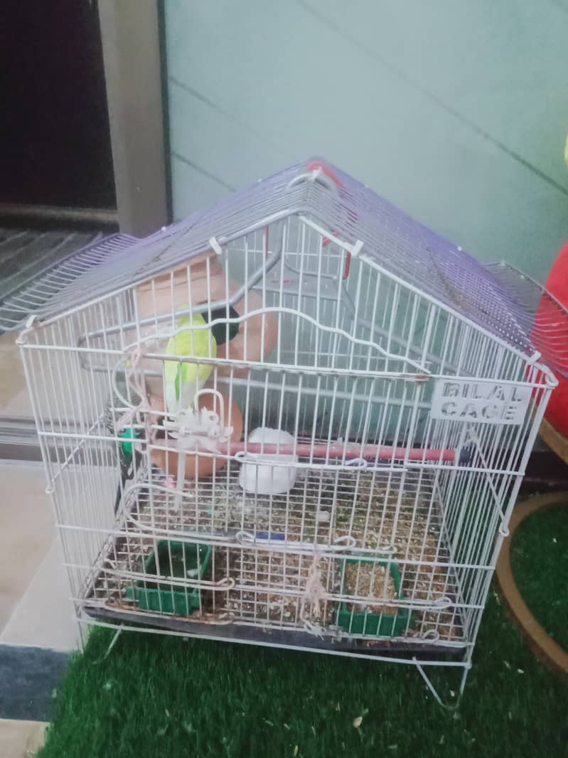 1 pair budgie+1male total =3.    One cage 1