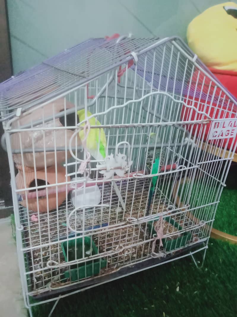 1 pair budgie+1male total =3.    One cage 2