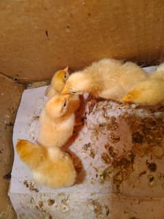 Golden Buff chicks