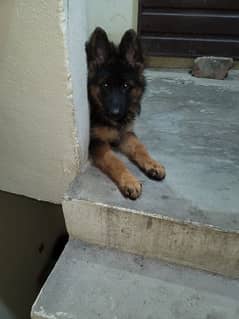 pink pedigree German Shepherd