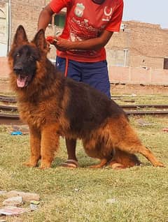 German Shepherd long coated male for sale confirm start