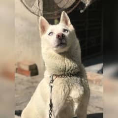 Siberian husky Breeder female full white color for sale