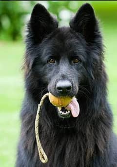 black German Shepherd Irani import female 7 month age for sale