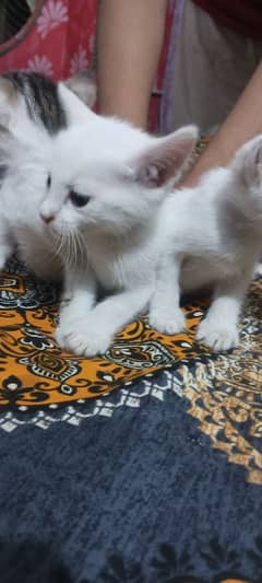 3 cats white one black white  wattsapp number 03159755793