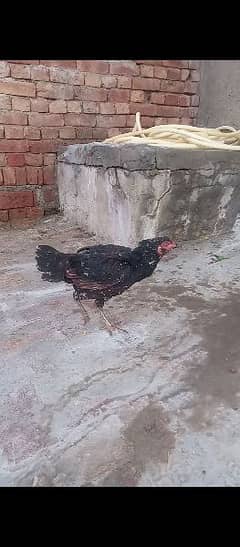 Aseel chicken and hen Whatsapp number+923016043375 0