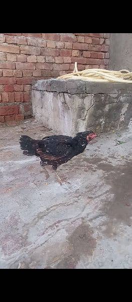 Aseel chicken and hen Whatsapp number+923016043375 0