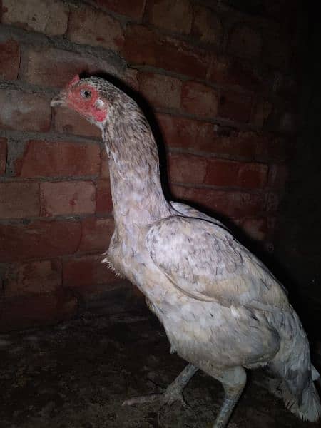 Aseel chicken and hen Whatsapp number+923016043375 6