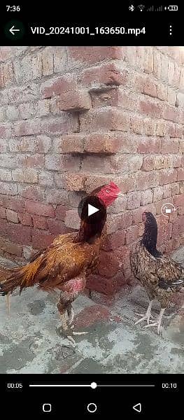 Aseel chicken and hen Whatsapp number+923016043375 7