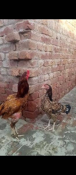 Aseel chicken and hen Whatsapp number+923016043375 8