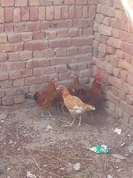 Aseel chicken and hen Whatsapp number+923016043375 9