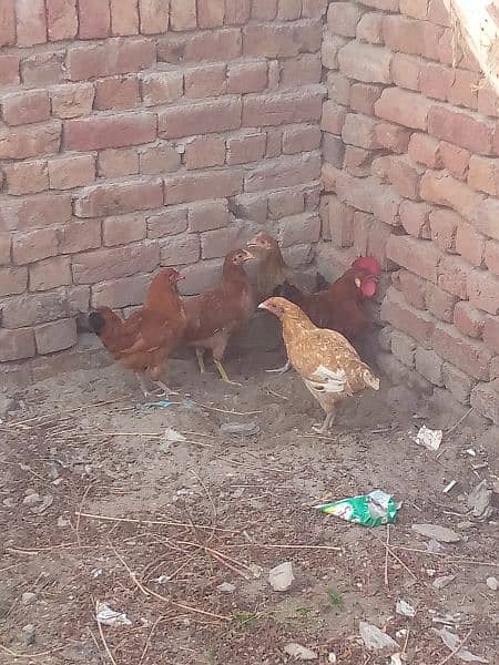 Aseel chicken and hen Whatsapp number+923016043375 10