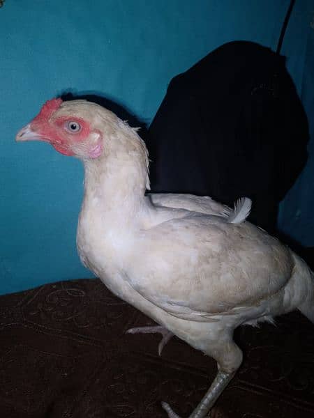 Aseel chicken and hen Whatsapp number+923016043375 12