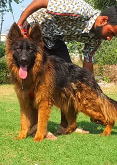 German shepherd long coat male for sale