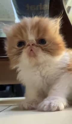 Persian kitten For Urgent Sale # 03223732876