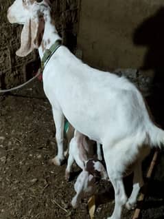 doodh wali bakri