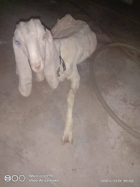 Bakra 6 months or bakri 4 months 2