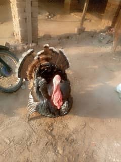 Turkey piar for sell. 1 Mel 2 female cracing kr rahy hn 03217304271