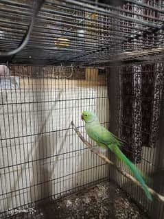 Ringneck Breeder Male with breading box