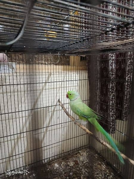 Ringneck Breeder Male 0