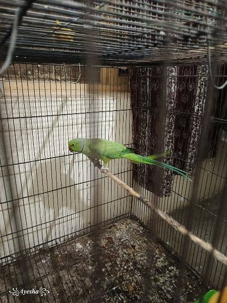 Ringneck Breeder Male 2