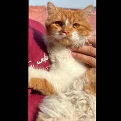 Persian Male Cat For Sale