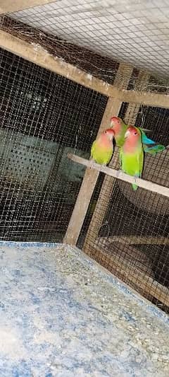 love birds breader pairs  available